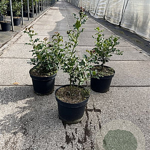 Ilex aquifolium 40-60 cm 7,5L
