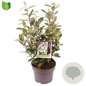 Elaeagnus ebb. 'Compacta' 50-60 cm 5,0L