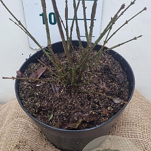 Euonymus alat. 'Compactus' 30-40 cm 7,5L