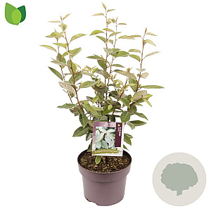 Elaeagnus ebbingei 60-80 cm 5,0L