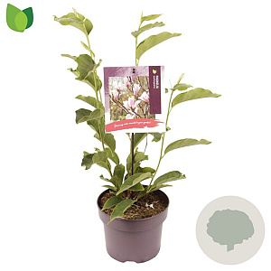 Magnolia soulangeana 80-100 cm 5,0L
