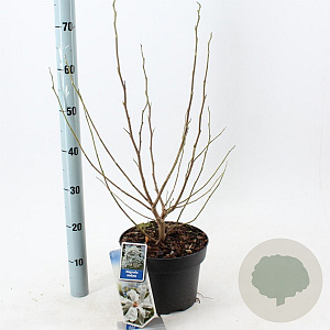 Magnolia stellata 50-60 cm 5,0L