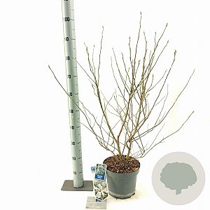 Magnolia stellata 50-60 cm 5,0L