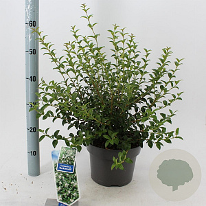 Osmanthus burkwoodii 30-40 cm 5,0L