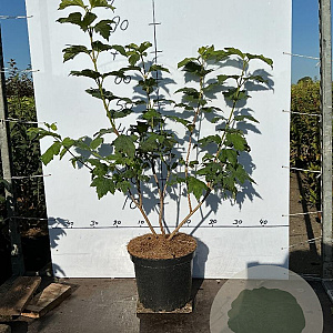 Viburnum opulus 'Roseum' 60-80 cm 7,5L