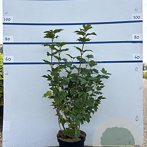 Viburnum opulus 'Roseum' 60-80 cm 7,5L