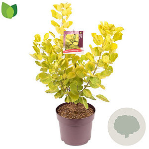 Cotinus cog. Golden Spirit 60-80 cm 7,5L