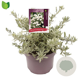 Convolvulus cneorum 20-25 cm 5,0L