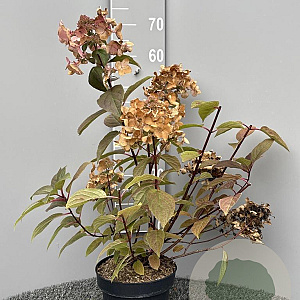Hydrangea pan. 'Wim's Red' 50-60 cm 5,0L