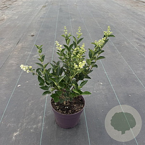 Ligustrum 'Korean Dwarf' 30-35 cm 3,0L