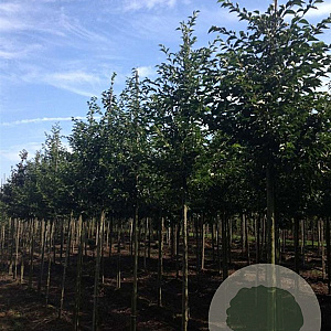 Styrax japonicus 14-16 HO draadkluit