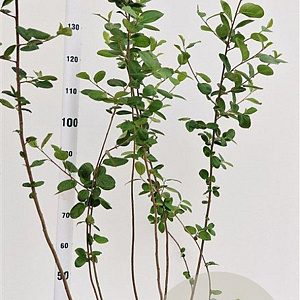Aronia melanocarpa 100-125 cm 5,0L
