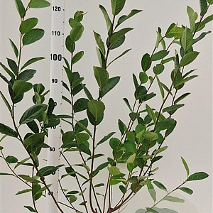 Aronia melanocarpa 100-125 cm 5,0L