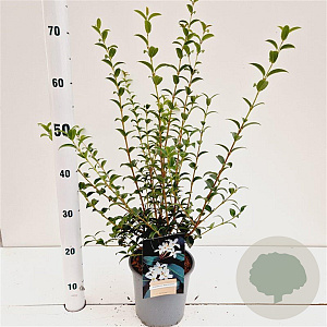 Osmanthus burkwoodii 50-60 cm 2,5L
