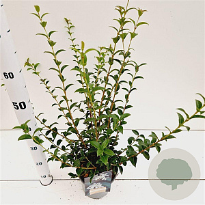 Osmanthus burkwoodii 50-60 cm 2,5L