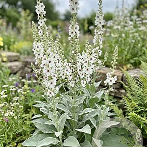 Verbascum 'White Domino' GM P9