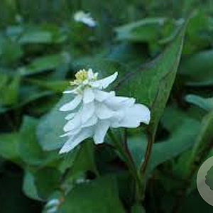 Houttuynia cordata 'Plena' GM P9