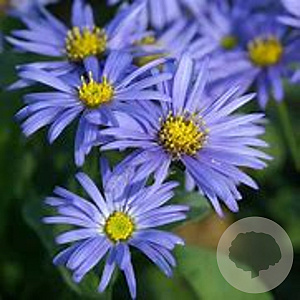 Aster amellus 'Danzig' GM P9