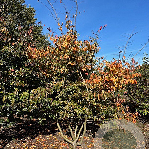 Parrotia persica 200-250 cm draadkluit solitair