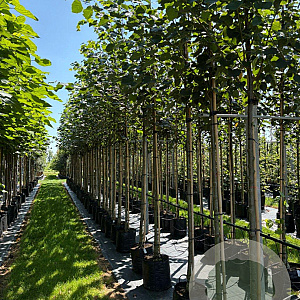 Tilia europaea 'Pallida' 8-10 HO container