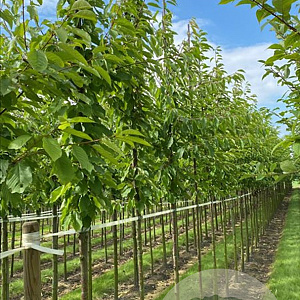 Prunus avium 20-25 HO draadkluit 3 X verplant