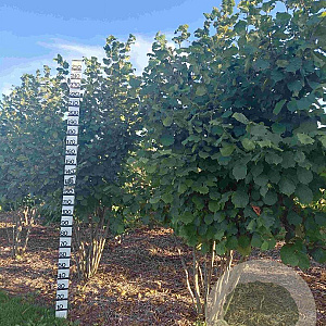 Corylus avellana 250-300 cm draadkluit solitair