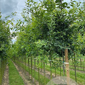 Quercus robur 18-20 HO draadkluit 3 X verplant