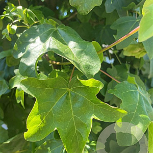 Acer campestre 18-20 HO draadkluit 3 X verplant