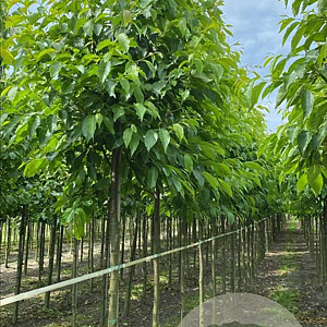 Alnus spaethii 18-20 HO draadkluit 3 X verplant