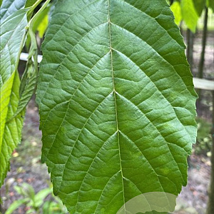 Alnus spaethii 18-20 HO draadkluit 3 X verplant