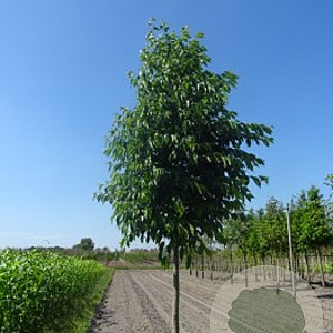 Alnus spaethii 10-12 HO wortelgoed
