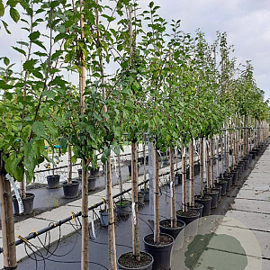 Prunus d. 'Hauszwetsche' 8-10 HA container