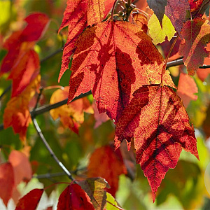 Acer rubrum Red Sunset 10-12 HO wortelgoed
