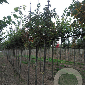 Acer rubrum Red Sunset 8-10 HO wortelgoed