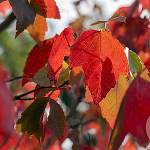 Acer rubrum Red Sunset 6-8 HO wortelgoed