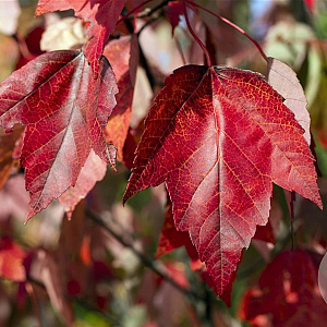 Acer rubrum Red Sunset 6-8 HO wortelgoed