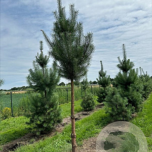 Pinus sylvestris 20-25 HO draadkluit 3 X verplant