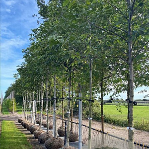 Juglans regia 16-18 HO draadkluit 3 X verplant