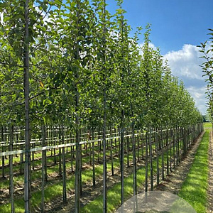 Malus 'Evereste' 16-18 HO draadkluit 3 X verplant