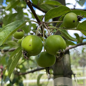 Malus 'Evereste' 16-18 HO draadkluit 3 X verplant