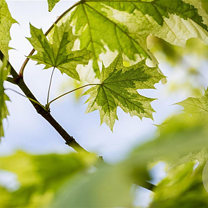 Acer plat. 'Drummondii' 8-10 HO wortelgoed