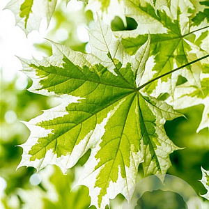 Acer plat. 'Drummondii' 8-10 HO wortelgoed