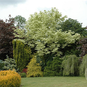 Acer plat. 'Drummondii' 8-10 HO wortelgoed