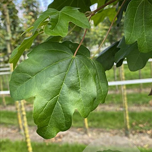 Acer campestre 'Lienco' 18-20 HO draadkluit 3 X verplant