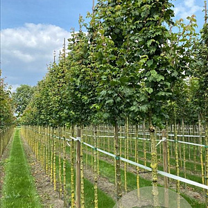 Acer campestre 'Lienco' 18-20 HO draadkluit 3 X verplant
