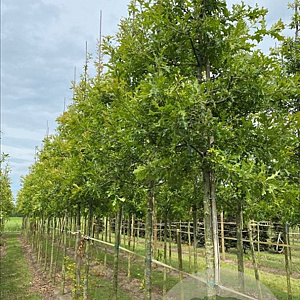 Quercus palustris 18-20 HO draadkluit 3 X verplant