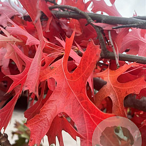 Quercus palustris 18-20 HO draadkluit 3 X verplant