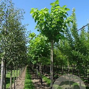 Catalpa bignonioides 20-25 HO draadkluit 3 X verplant