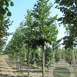 Tilia europaea 'Euchlora' 16-18 HO draadkluit 3 X verplant
