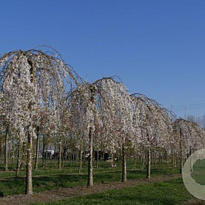 Prunus yedoensis 'Ivensii' 8-10 HO wortelgoed